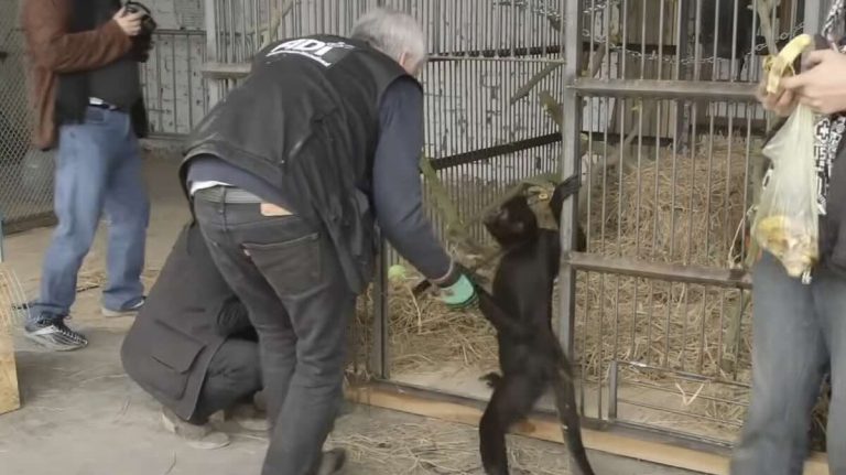 spider monkey emotional reaction to freedom