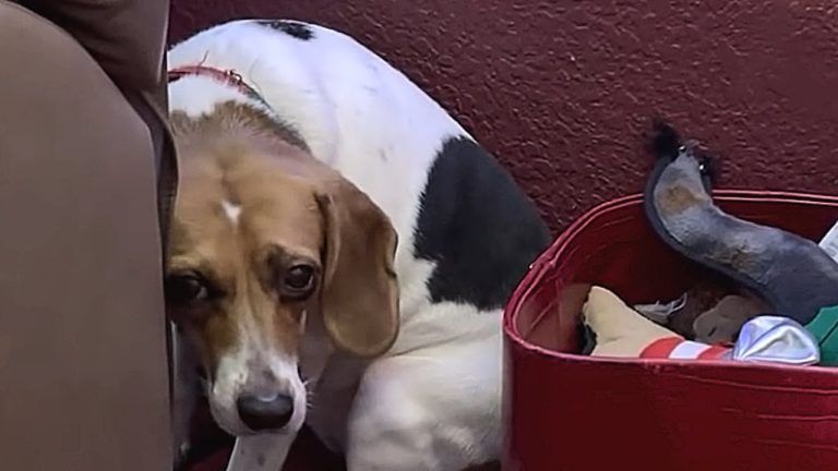 It Took 5 Months, But This Lab Dog Finally Gave Her New Mom A Kiss