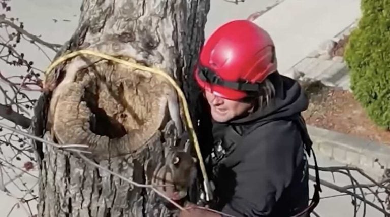 man rescues six baby raccoons