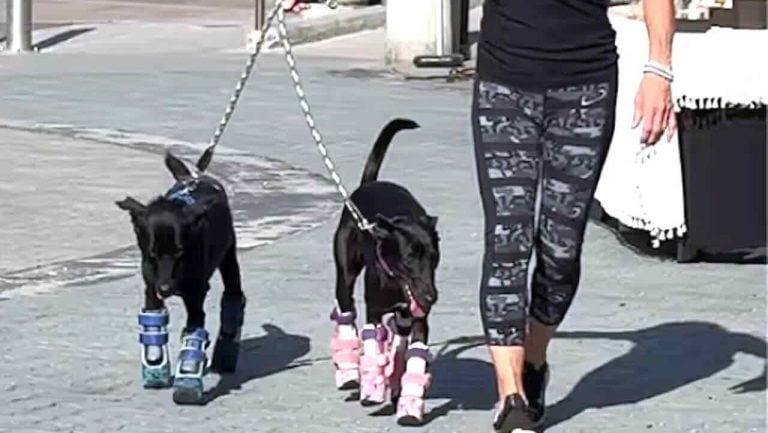 Two Abused Dogs Left to Die Find Healing, Love and a Second Chance on New Legs