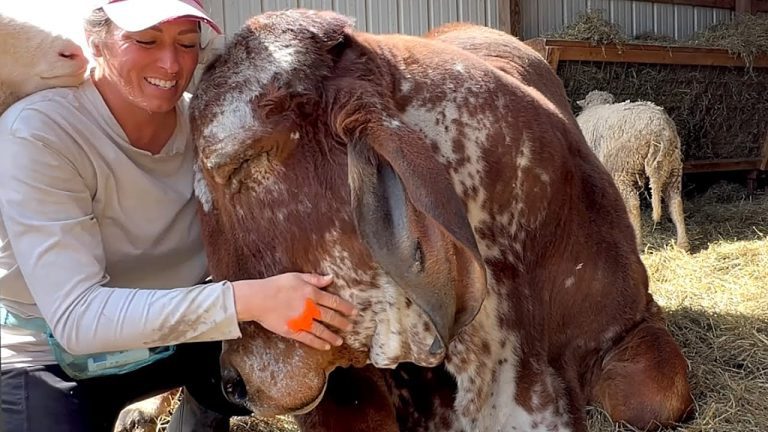 Rescued Bull Rejected By Herd Just Wants To Be Everyone’s Best Friend