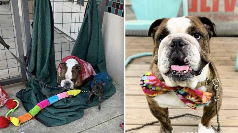 Rome the Bulldog at Austin Pets Alive!