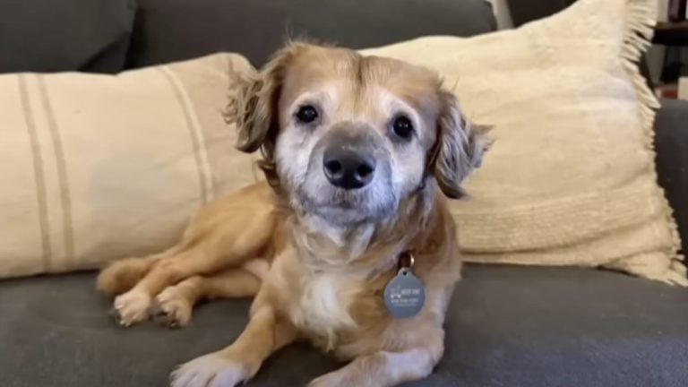 Tiki the foster dog learns to trust again