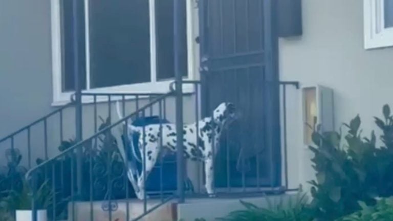 Tucker the dalmatian goes to neighbor for dinner.