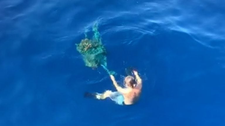 tangled turtle rescued