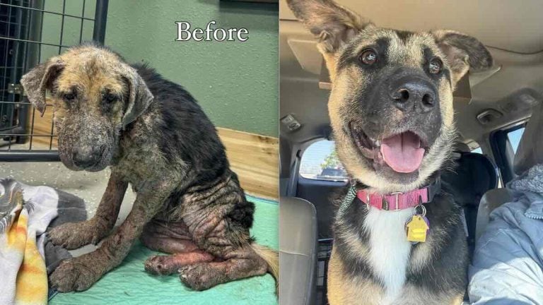 german shepherd recovers