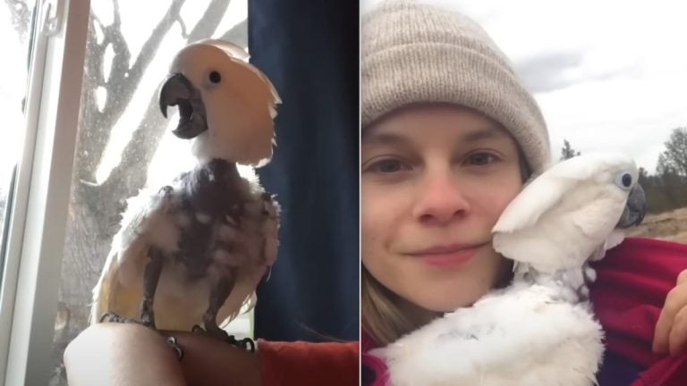 rescued cockatoo walks again after 50 years caged