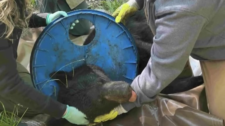 Bear With Plastic Lid Stuck Over His Head For 2 Years Finally Freed