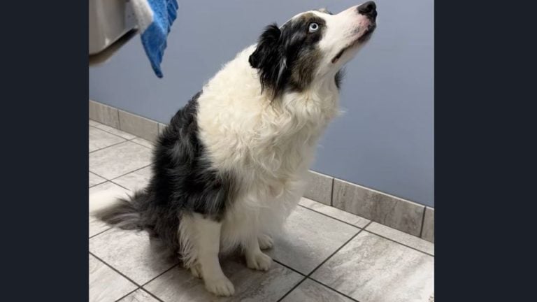 Border Collie’s Hilarious ‘Stare Down’ At The Vet Has Dog Lovers in Stitches