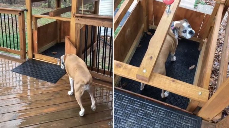 senior boxer's dad makes her an elevator