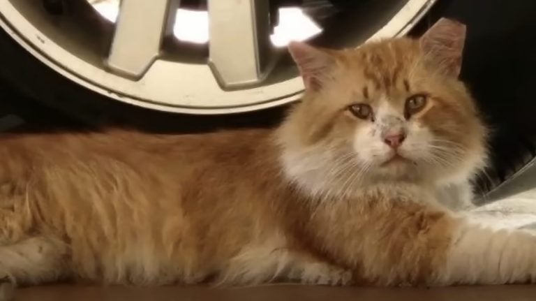 cat runs away from vet hospital