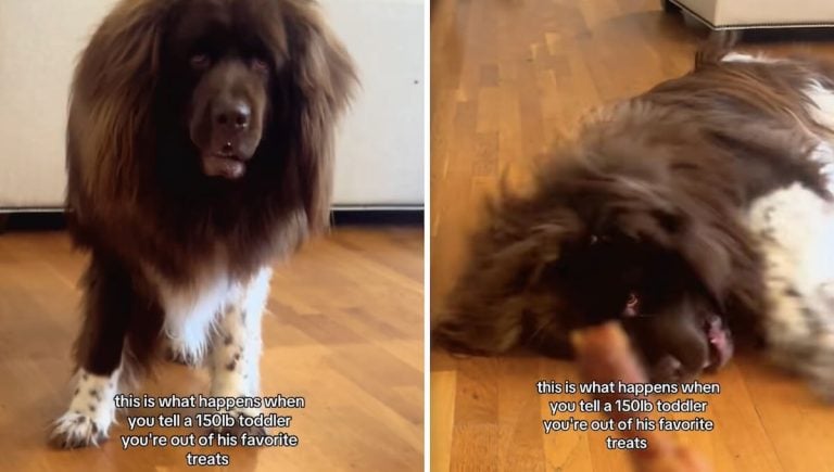Mom Ran Out of Her Dog’s Favorite Treats—Cue the Tantrum. Grandma? Prepared as Always.
