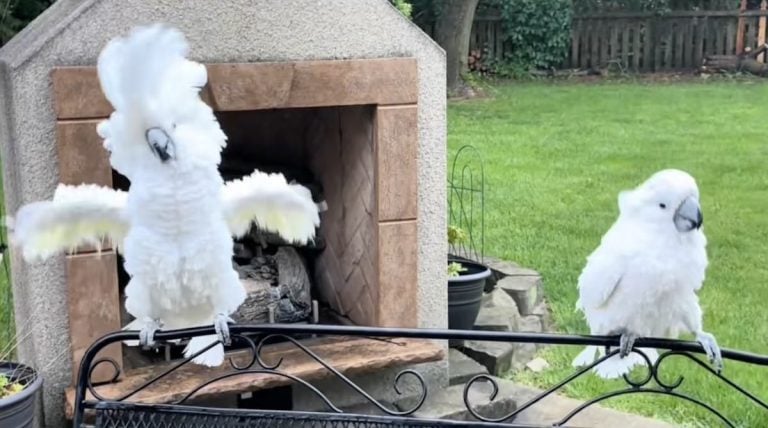 Cockatoos have a dance off