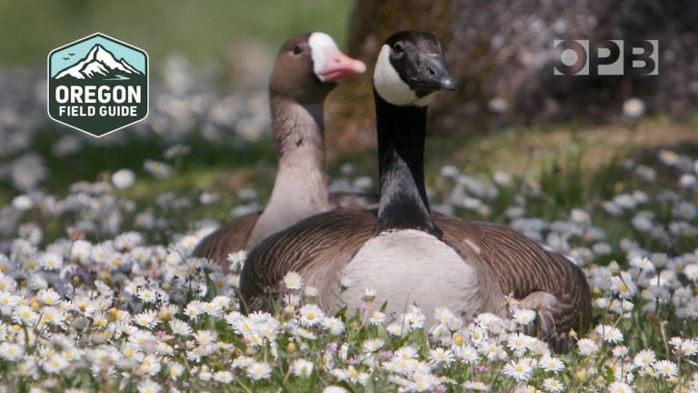 Rare Inter-Species Goose Couple Build Nest At Oregon Park