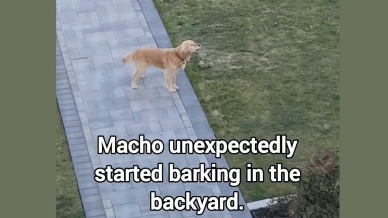 Golden Retriever’s Unexpected Barking Leads to a Hilarious Discovery