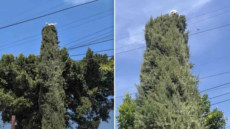 dog stuck in tree