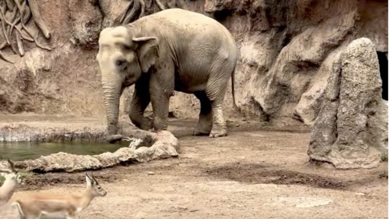 Elephant Saves Gazelle from Drowning — Just Like She Did Once Before