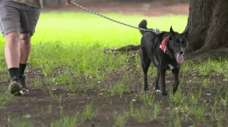 Mailman Adopts Vietnam Veteran’s Dog After Learning of His Passing