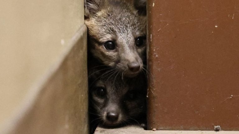 Fox kits found at San Antonio courthouse