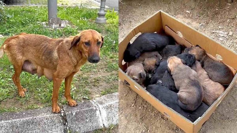 Starving Mama Dog Found Hiding In Bushes With 10 Puppies Gets Help She Desperately Needed