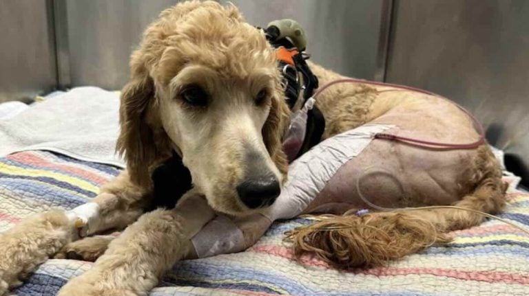 Couple Gives Up Their Wedding Plans to Save a Stray Dog’s Life