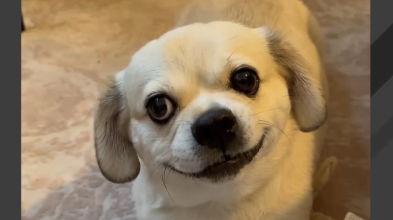 rescue dog is his mom's shadow