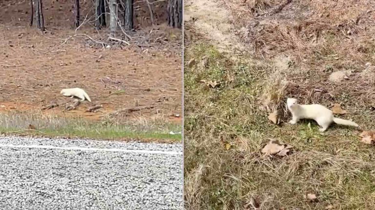 abandoned ferret found abandoned in woods