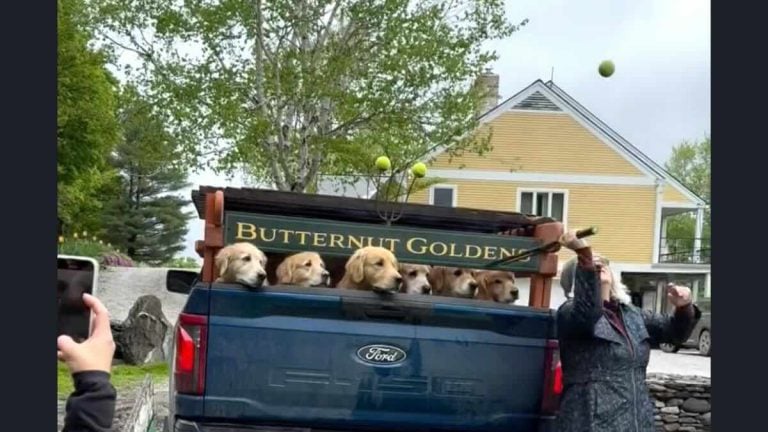 pack of goldens fetch ball