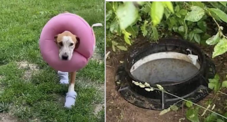 Dog rescued from sewer drain finds home