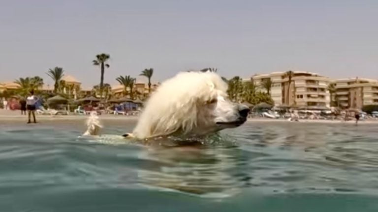 poodle becomes lifeguard