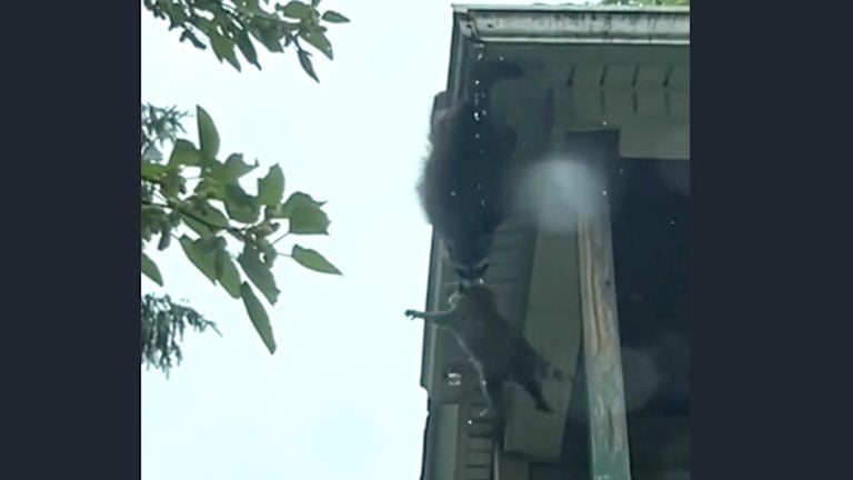 raccoon mama saves her baby