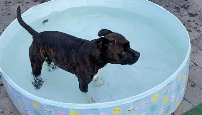 Video: Staffordshire Terrier’s Zoomies Turn Backyard Into An Adorable Splash Zone
