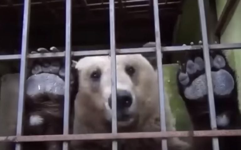 Bear rescued from restaurant