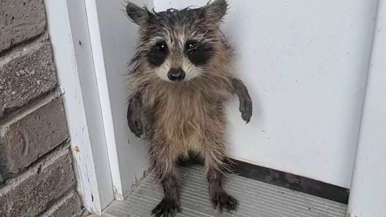 Rain-Soaked Baby Raccoon Found on Doorstep Melts Rescuer’s Heart