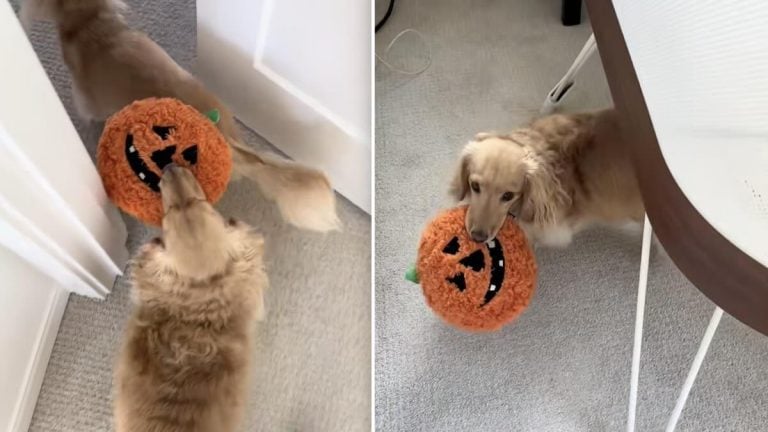 dachshund brings baby toy