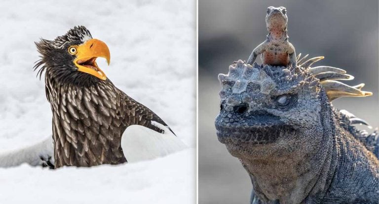 Wildlife Comedy Awards So Far