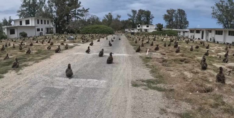 Cyclist’s Ride Through The World’s Largest Albatross Colony Is Pure Magic