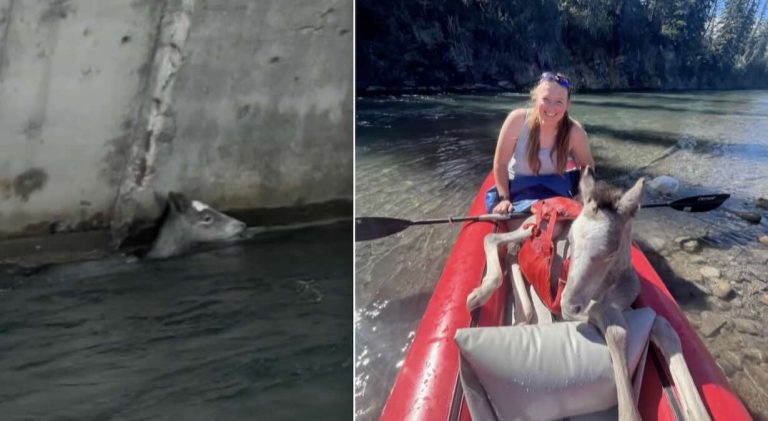 Paddlers rescue baby horse from river