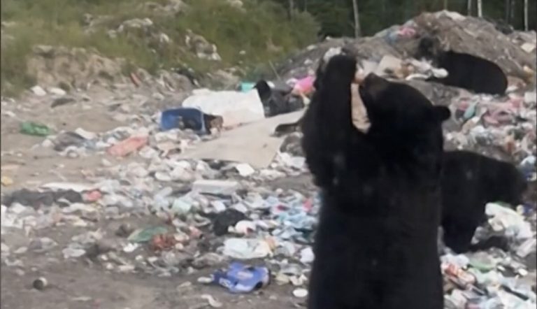 Thirsty Wild Bear Caught On Camera Gulping Down Bottled Ice Tea Drink