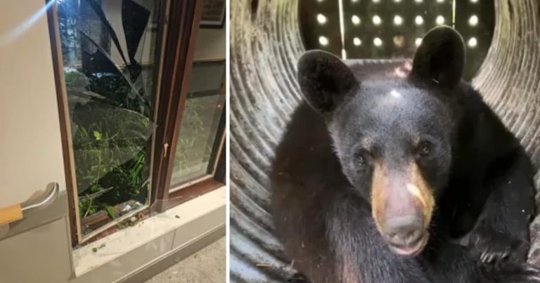 Bear Breaks Into Nursing Home, Climbs Into Beds With Surprised Residents