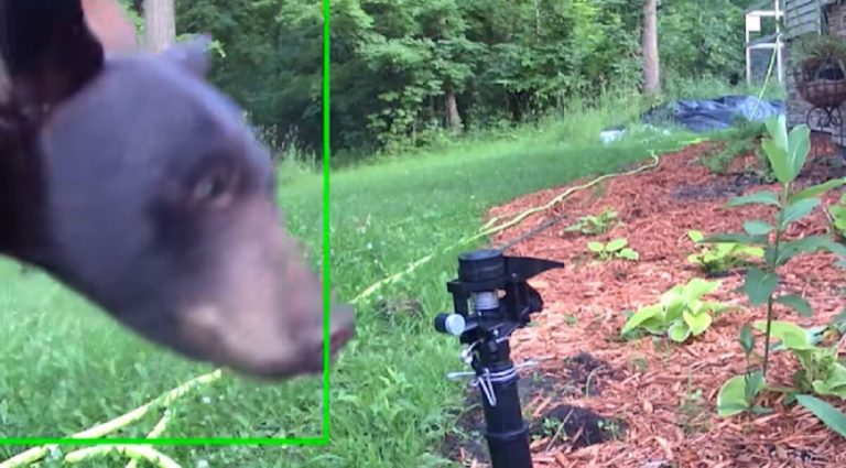 Man Installs Sprinkler for Raccoons—Hilariously Soaks a Bear