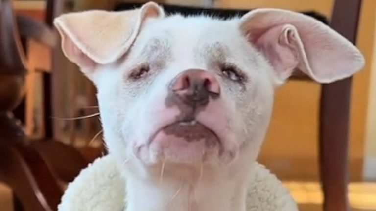 Rescued Blind and Deaf Dog Steals Family’s Stuff for Hilariously Clever Reason