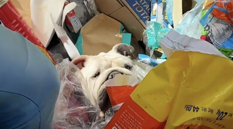 bulldog saved from trash