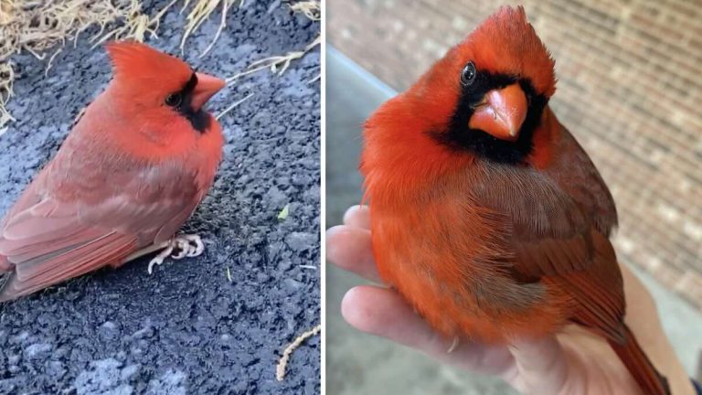 Rescued cardinal shares his gratitude
