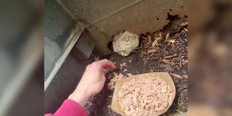 Rescuer Acts Fast to Save Abandoned Scottish Fold Cat Found in Trash Compactor