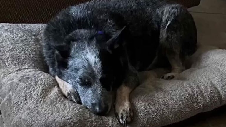 Teen Thought He Lost His Dog in Texas Flood—Then Heard Whimpering From the Washing Machine