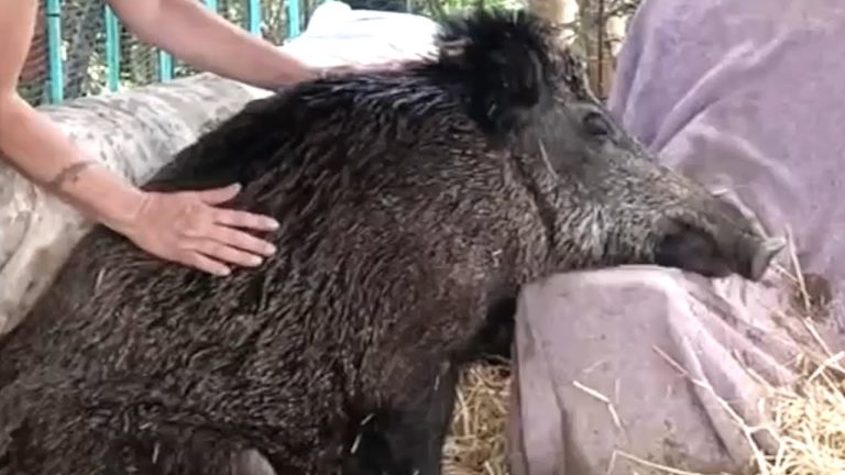Disabled Boar Locked Away in a Dark Hole for Four Years Surprises Rescuers