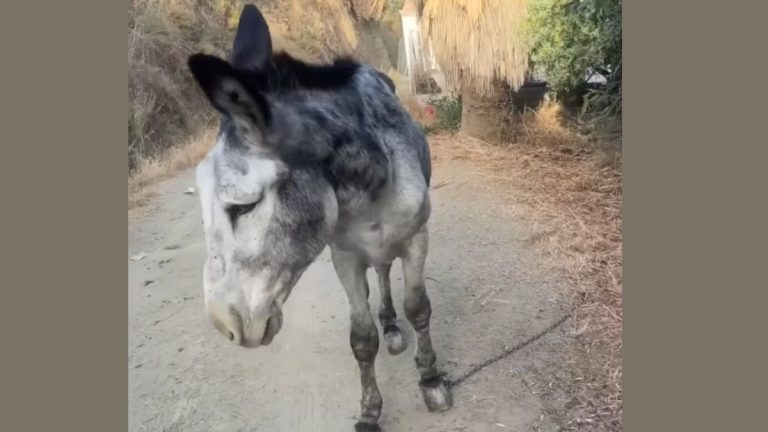 Donkey Rescued from Roadside Chains Can’t Stop Braying with Joy