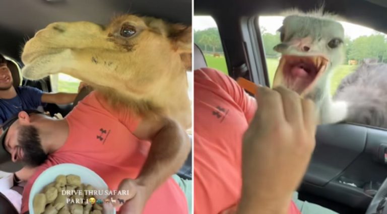 Family’s Drive-Through Safari Adventure Goes Hilariously Wrong