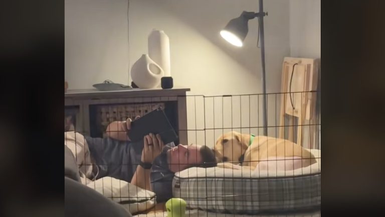 dad keeps dog company after surgery